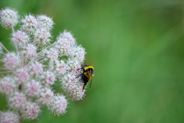 A furry striped bumblebee sits on a poisonous white flower of a water Hemlock on a green background. Close up, side view. Poisonous plant.