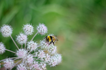A furry striped bumblebee sits on a poisonous white flower of a water Hemlock on a green background. Textured wings. Close up. Poisonous plant.