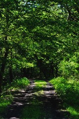 a dirt road through green forest