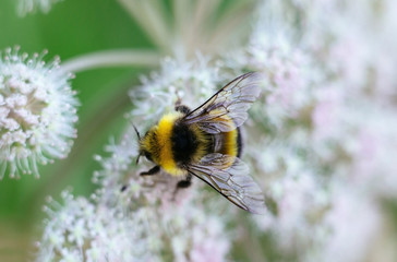 A furry striped bumblebee sits on a poisonous white flower of a water Hemlock on a green...