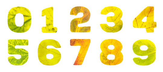 Set of digits carved of autumn leaves, isolated on white background, closeup