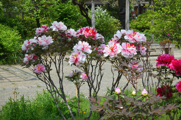 向島百花園