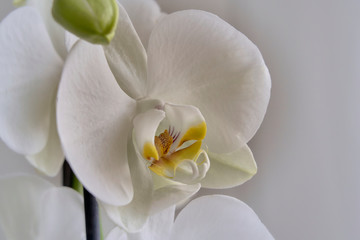 Fototapeta na wymiar Biała orchidea