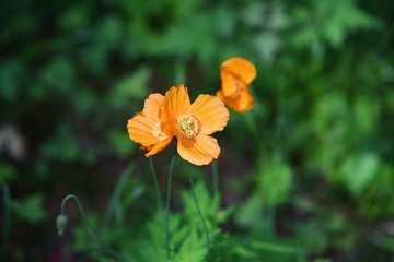Beautiful yellow poppy flower