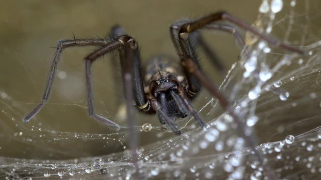Giant house spider (Eratigena atrica) 