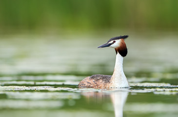 Great crested grebe (Podiceps cristatus)