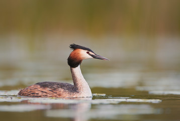 Great crested grebe (Podiceps cristatus)