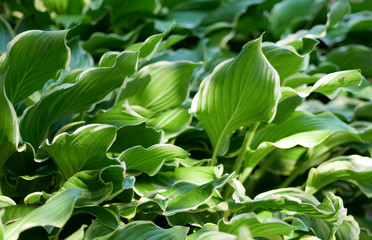 Hostas with green leaves and sunlight