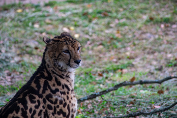 キングチーター(KING CHEETAH)