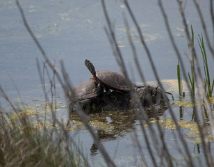 Eastern Painted Turtle