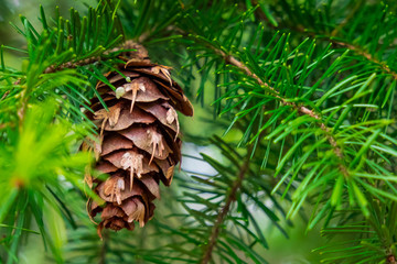 Pine Cone