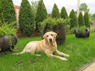 Yellow labrador is lying on the grass