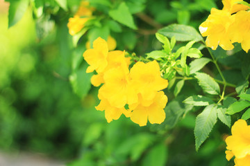 yellow flowers blossom in spring time on nature background.
