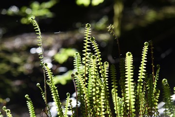 Ferns on the back light at hiking trail side 