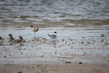 Forster's Tern