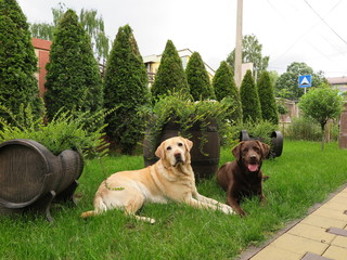 Two labradors lie on the grass