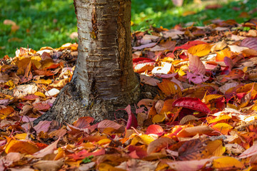 Fallen Leaves