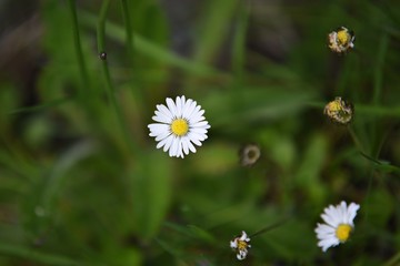 Lonely daisy flower
