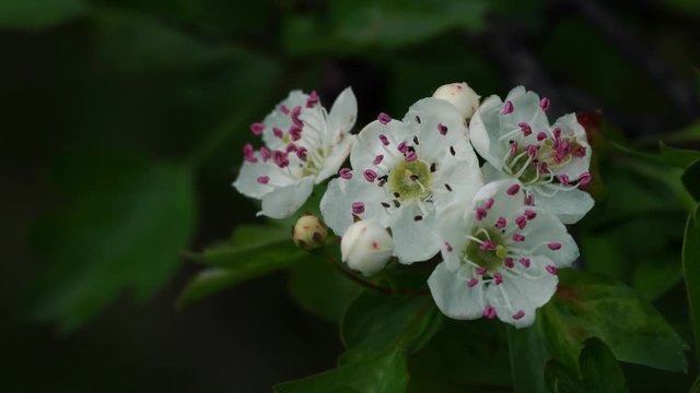 Branch of hawthorn in blossom (Crataegus) - (4K)