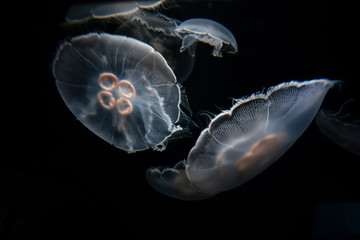 Moon Jelly © Jody