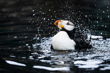 Horned Puffin