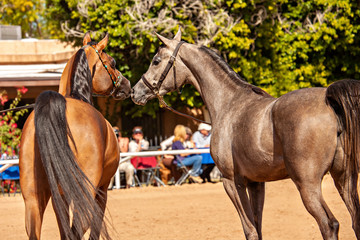 Arabian Horses Nose To Nose