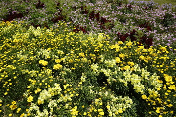 一面に花咲く春の花壇