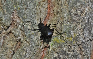 A black beetle on the bark of a tree
