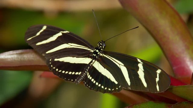 Tropical butterfly zebra longwing Heliconius charithonia