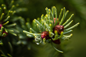 White Spruce Tips