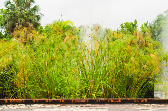 Papyrus plant, in a pond with a background fountain with beautiful yellow-green and orange