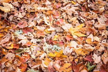 Fall Leaves