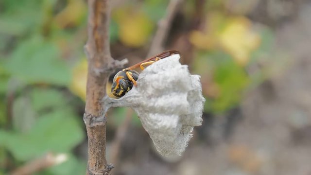アシナガバチ　巣作り　ハチの巣　蜂