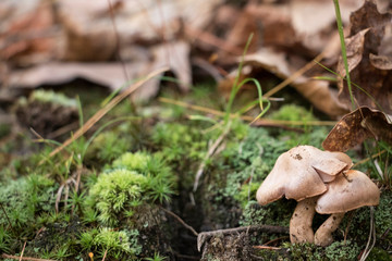 Enchanted Forest Floor