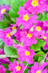 Fototapeta na wymiar Blooming little pink meadow flower in the garden
