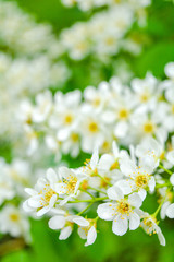 Bird cherry tree in blossom. Close-up of a Tree with white little Flowers