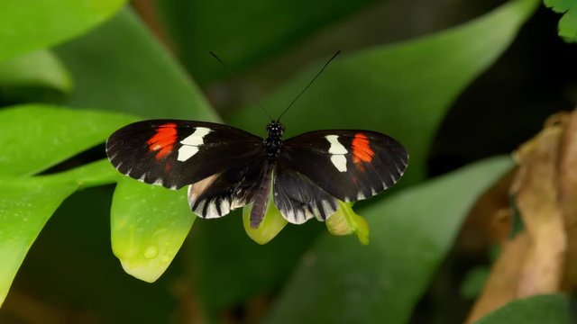 Tropical butterfly longwing Heliconius