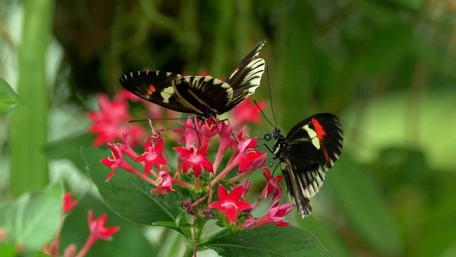 Tropical butterfly longwing Heliconius