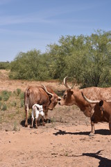 Naklejka na ściany i meble Arizona longhorn cattle.