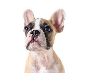 Fototapeta premium Cute french bulldog puppy looking isolated