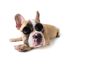 Cute french bulldog wear sunglass isolated