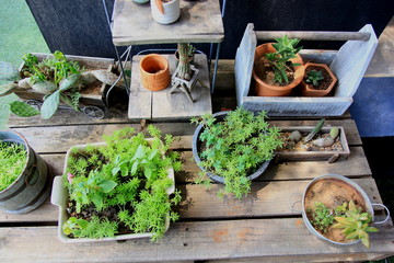Cactus in small pots on a brown wooden table.Top view on wooden table background.