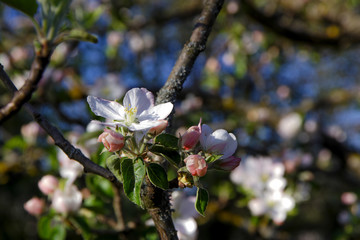 Blossoms of an apple tree (Malus domestica) in spring, Bavaria, Germany