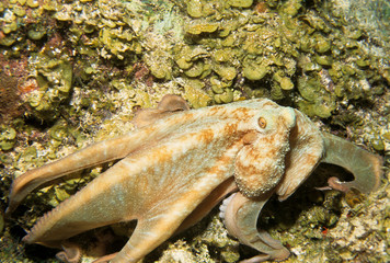 Caribbean Reef Octopus