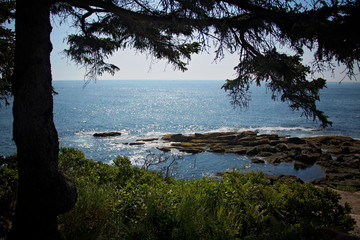 Ocean Path Cliff, Acadia National Park, Bar Harbor Maine. Walking path along the ocean. Lots of rock formations, plants, waves and wildlife along this beautiful path.