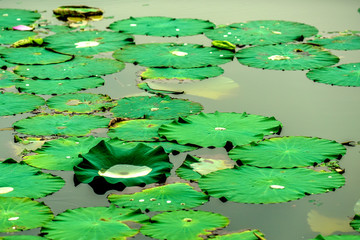 Lotus pond with withered lotus flowers