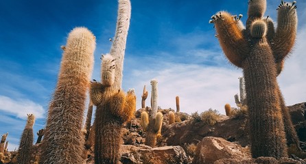 cactus island