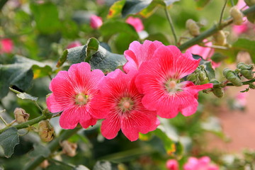 Pink hollyhock or Alcea rosea flowers in the garden.