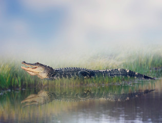 American alligator near water