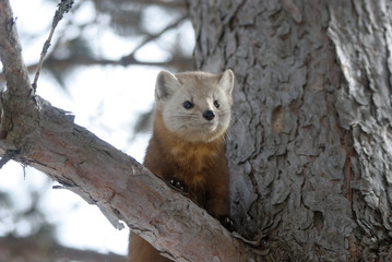 American Pine Marten
